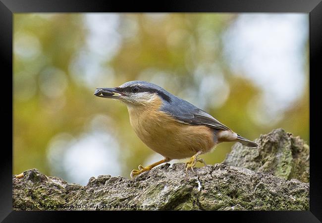 Eurasian Nuthatch Framed Print by Pete Lawless
