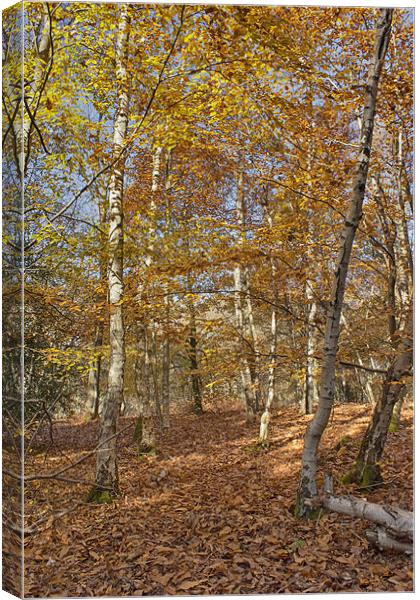 Autumn Gold Canvas Print by Phil Clements
