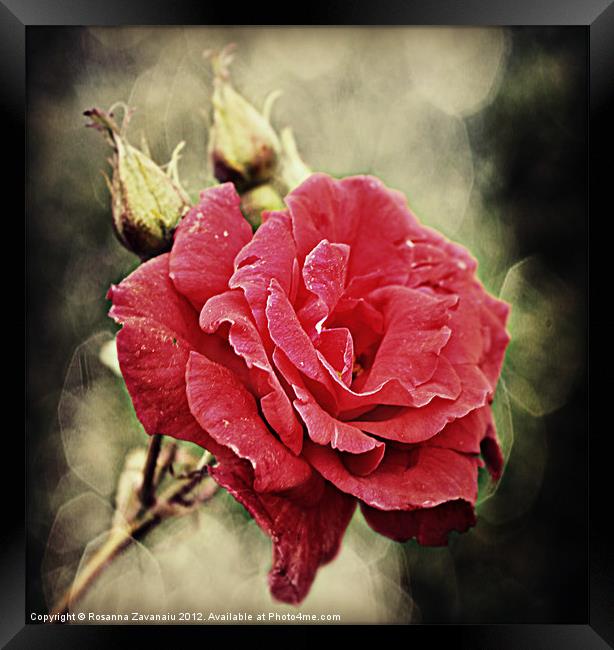 Roses By Nature. Framed Print by Rosanna Zavanaiu