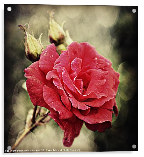 Roses By Nature. Acrylic by Rosanna Zavanaiu