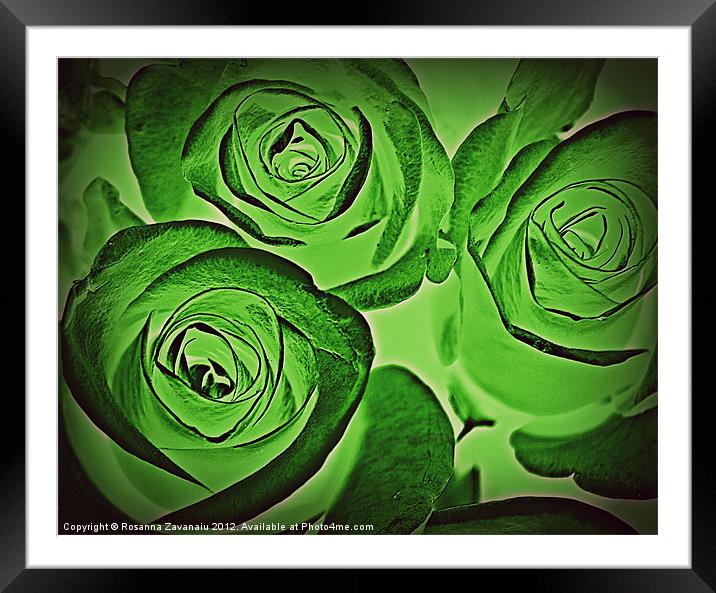 Artsy Rose. Framed Mounted Print by Rosanna Zavanaiu