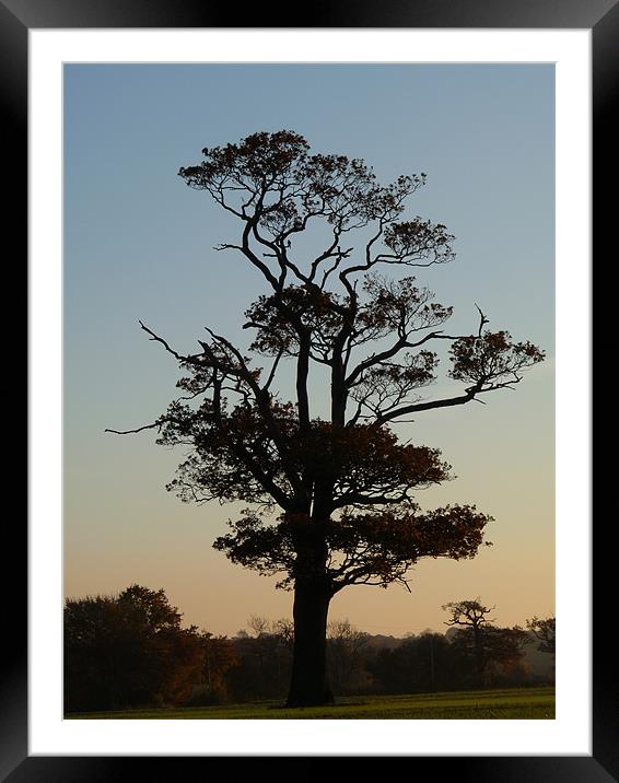 The Tree And The Hawk Framed Mounted Print by Noreen Linale