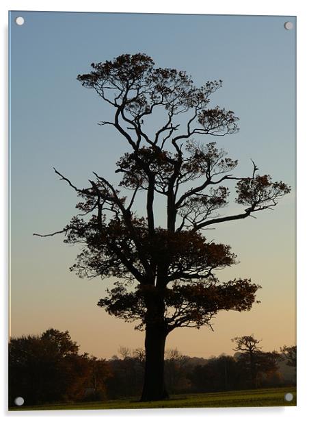 The Tree And The Hawk Acrylic by Noreen Linale