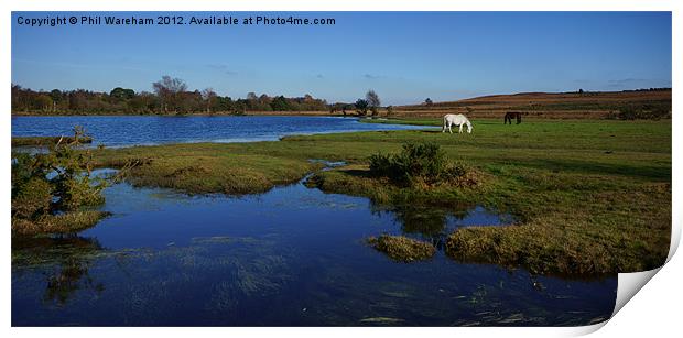 New Forest Ponies Print by Phil Wareham