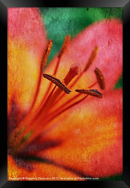 Lillies By Nature. Framed Print by Rosanna Zavanaiu