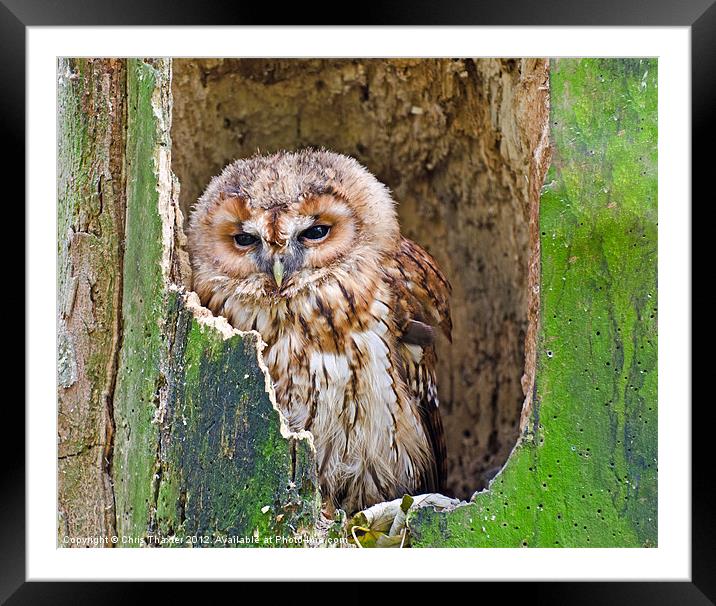 Tawny Owl Framed Mounted Print by Chris Thaxter