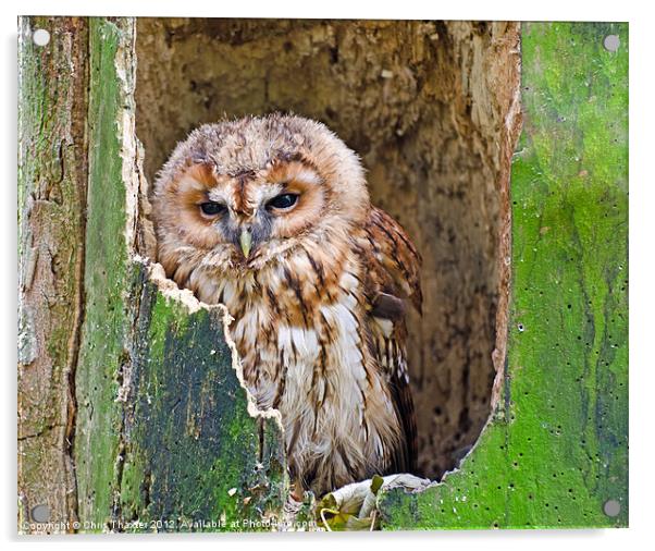 Tawny Owl Acrylic by Chris Thaxter