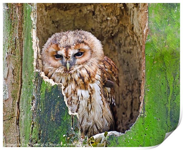 Tawny Owl Print by Chris Thaxter