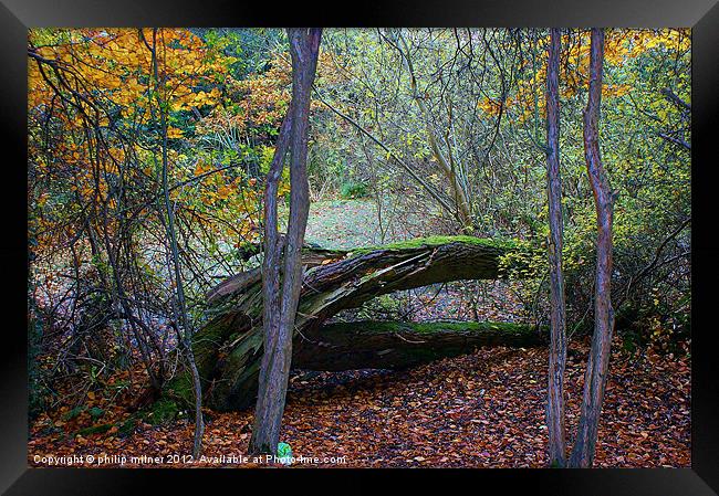 Autumn Down By The Pond Framed Print by philip milner