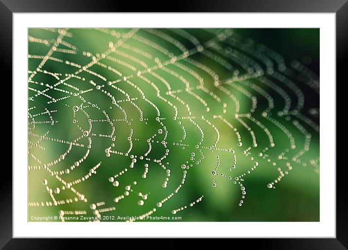 Natures Webs 2. Framed Mounted Print by Rosanna Zavanaiu