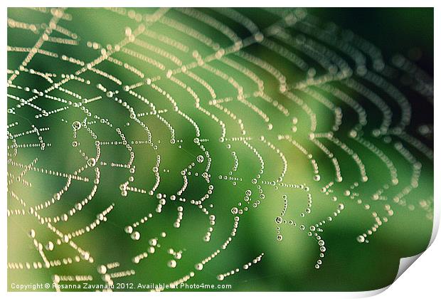 Natures Webs 2. Print by Rosanna Zavanaiu
