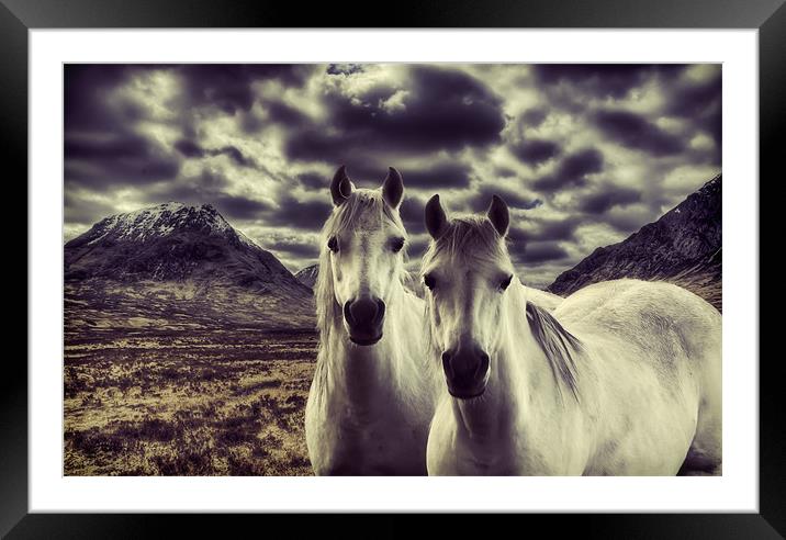 Wild Stallions Framed Mounted Print by Sam Smith