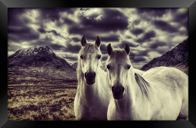 Wild Stallions Framed Print by Sam Smith