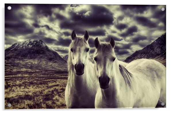 Wild Stallions Acrylic by Sam Smith