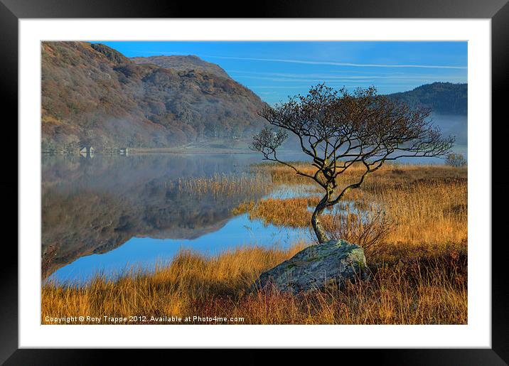 Lonely tree at Llyn Dinas Framed Mounted Print by Rory Trappe