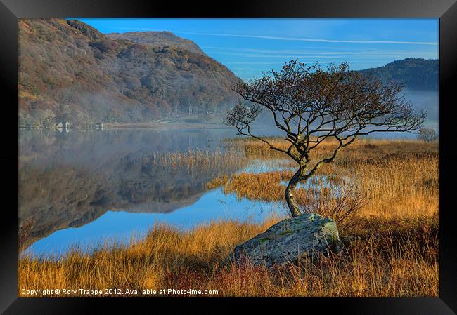 Lonely tree at Llyn Dinas Framed Print by Rory Trappe