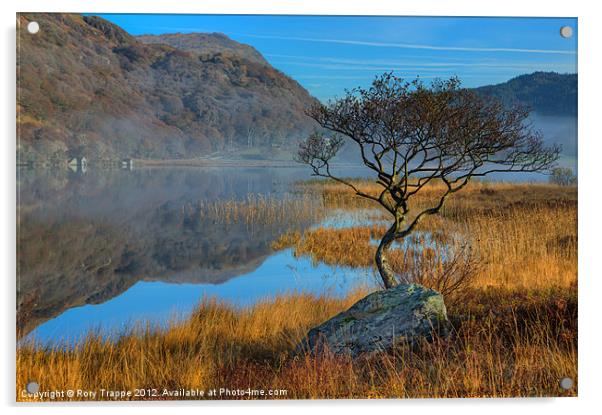 Lonely tree at Llyn Dinas Acrylic by Rory Trappe