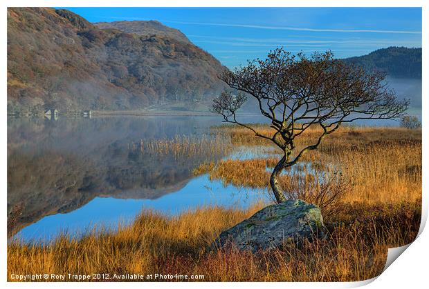Lonely tree at Llyn Dinas Print by Rory Trappe