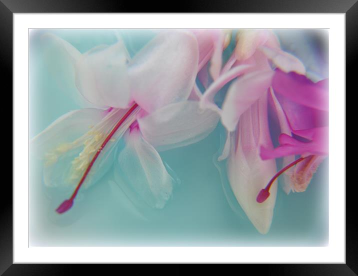 delicate Framed Mounted Print by sue davies