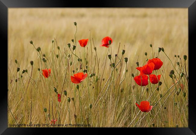 Poppies Framed Print by paul petty