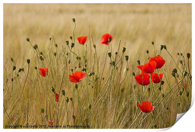 Poppies Print by paul petty