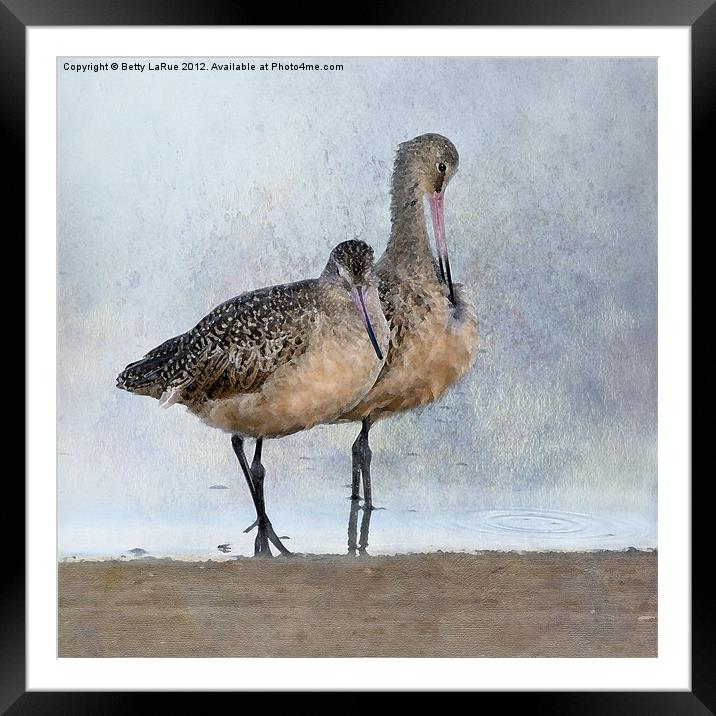 Marbled Godwit Pair Framed Mounted Print by Betty LaRue