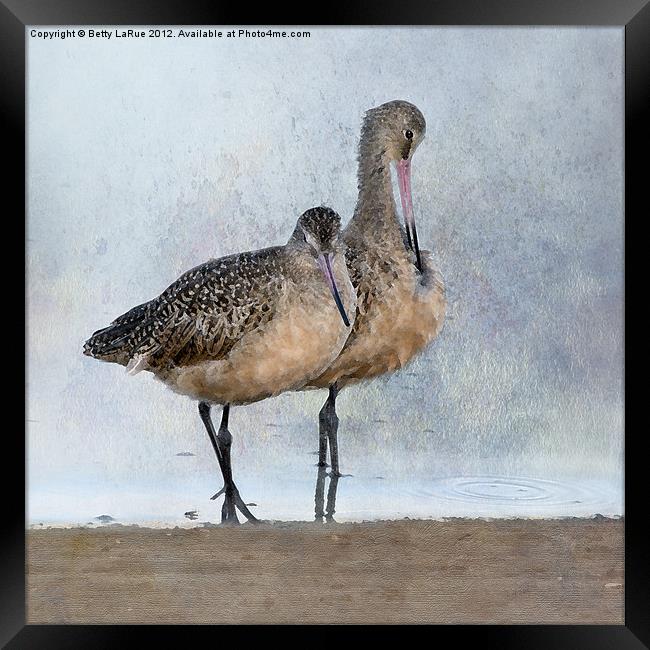 Marbled Godwit Pair Framed Print by Betty LaRue