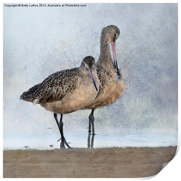 Marbled Godwit Pair Print by Betty LaRue