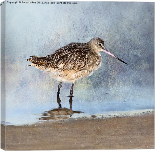 Marbled Godwit Canvas Print by Betty LaRue