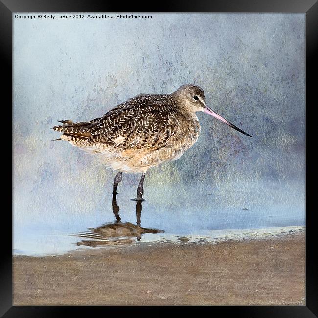 Marbled Godwit Framed Print by Betty LaRue