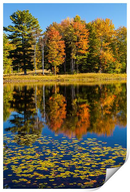 Mills Pond Print by Thomas Schaeffer