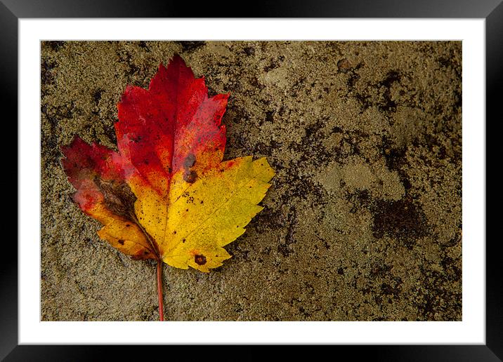 Fall leaf Framed Mounted Print by Thomas Schaeffer