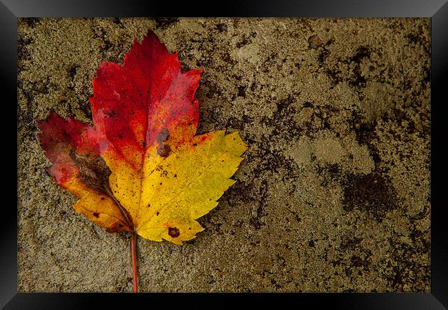 Fall leaf Framed Print by Thomas Schaeffer