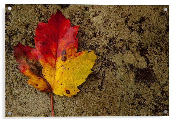 Fall leaf Acrylic by Thomas Schaeffer