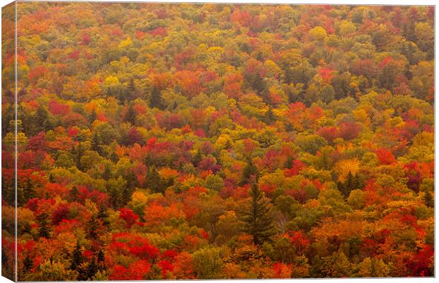 Fall forest Canvas Print by Thomas Schaeffer