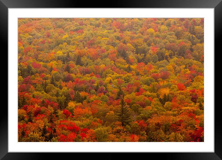Fall forest Framed Mounted Print by Thomas Schaeffer