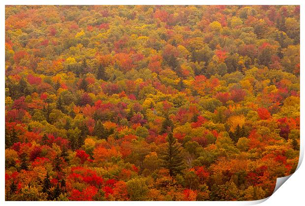 Fall forest Print by Thomas Schaeffer