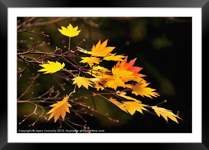 Autumn Gold Framed Mounted Print by Jason Connolly