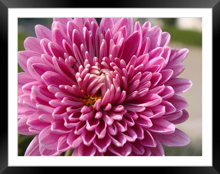 Beautiful Flower.....  Framed Mounted Print by Ankit Mahindroo