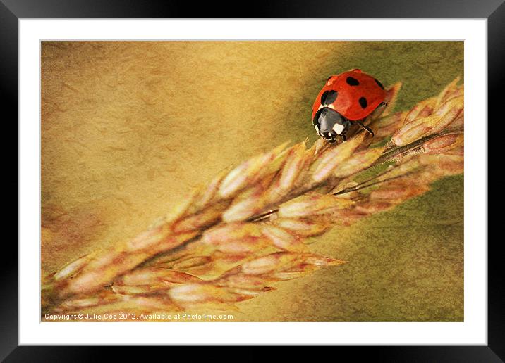 Lady on a Grass Framed Mounted Print by Julie Coe
