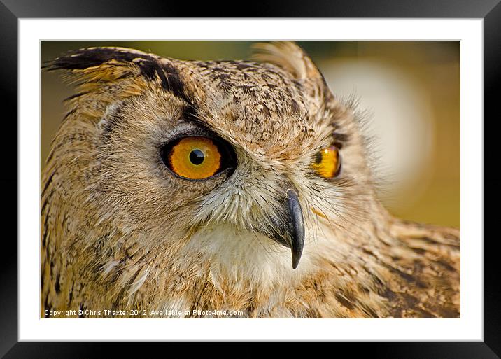 Bengal Owl Framed Mounted Print by Chris Thaxter