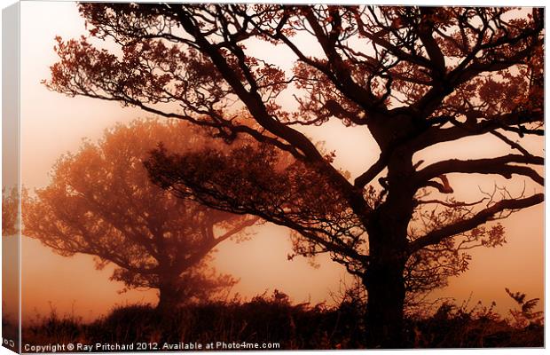 Misty Trees Canvas Print by Ray Pritchard