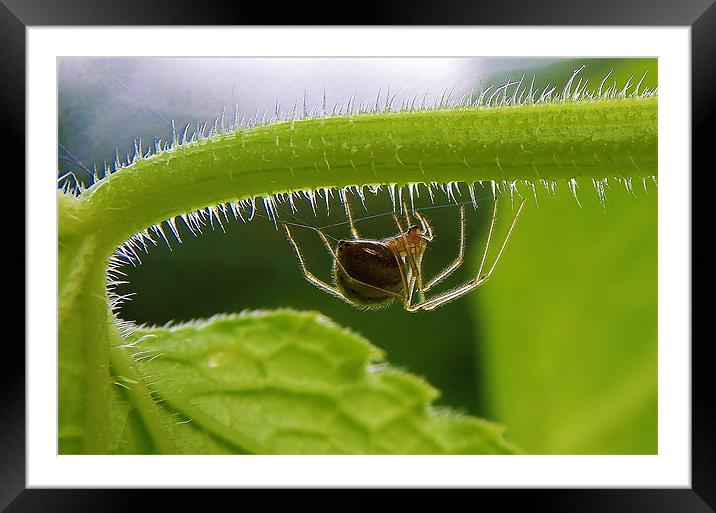 Beautiful spider Framed Mounted Print by Catherine Davies
