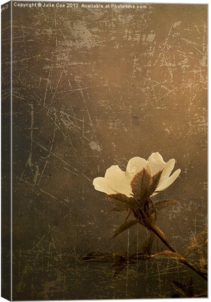 Wild Old Rose Canvas Print by Julie Coe