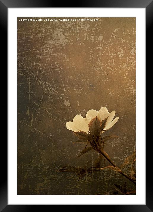 Wild Old Rose Framed Mounted Print by Julie Coe