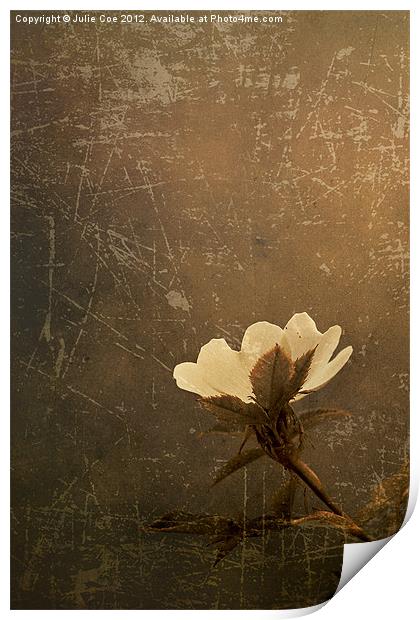 Wild Old Rose Print by Julie Coe