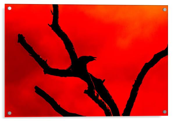 Crow Cawing on a Tree Abstract Acrylic by Derek Beattie