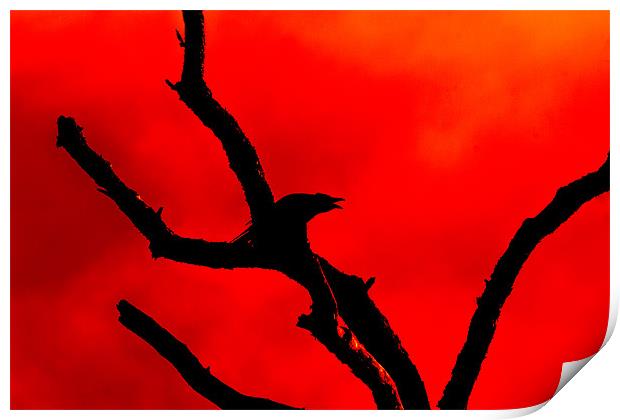 Crow Cawing on a Tree Abstract Print by Derek Beattie