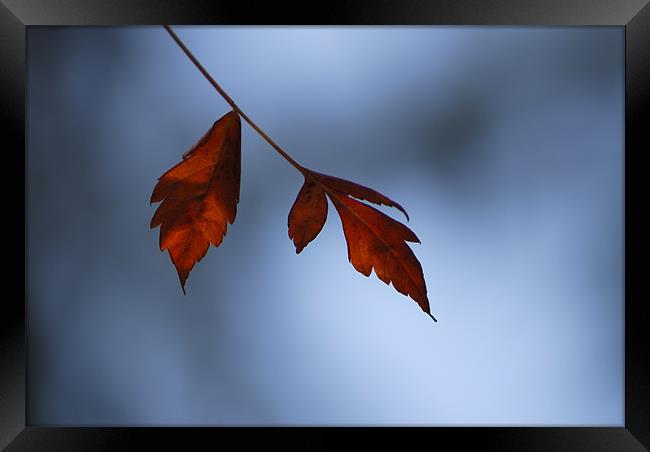 Red leaves and Blue Framed Print by Guido Montañes