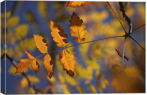 Golden leaves Canvas Print by Guido Montañes